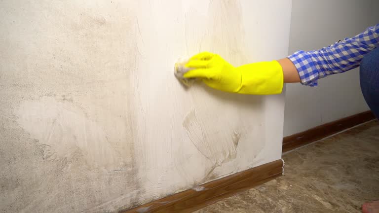 Best Basement Mold Removal  in USA